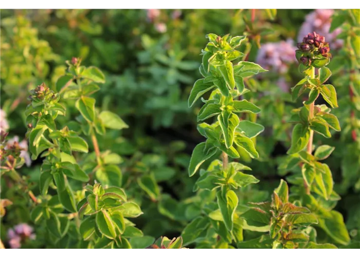 Origanum vulgare 'Hot and Spicy'