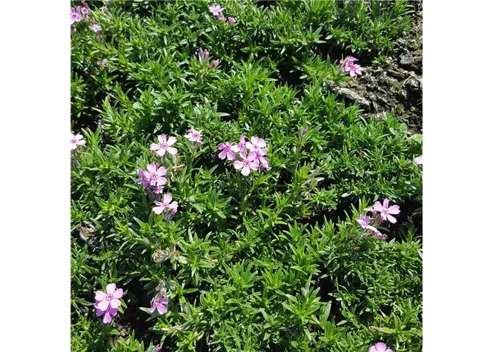 Phlox subulata 'Zwergenteppich'