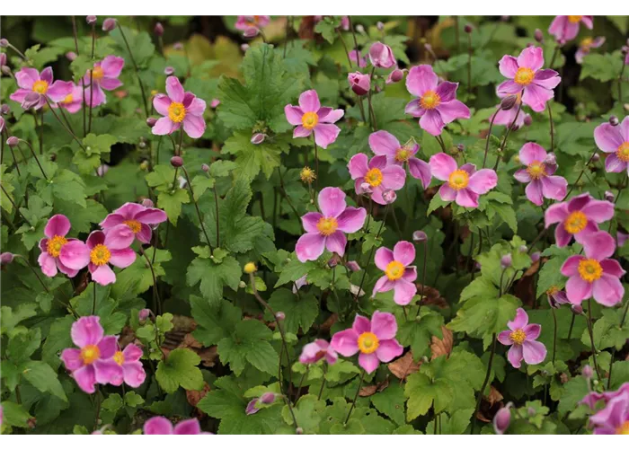 Anemone hupehensis 'Splendens'