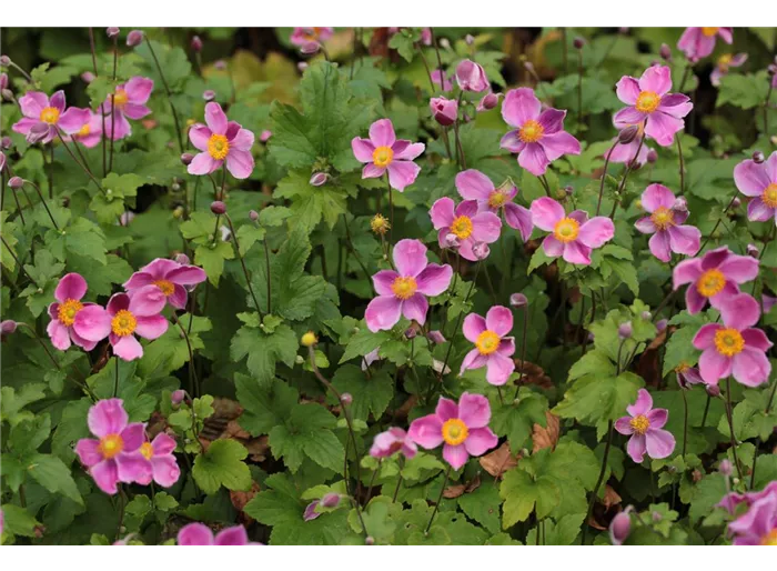 Japan-Herbst-Anemone 'Splendens'