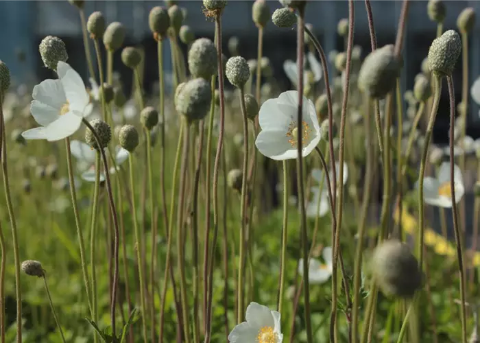 Anemone sylvestris