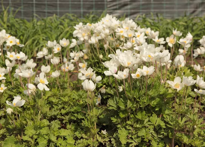 Anemone sylvestris