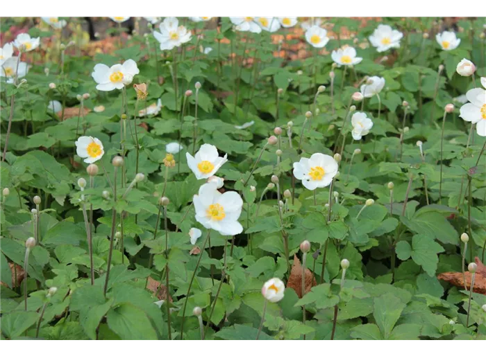 Garten-Herbst-Anemone
