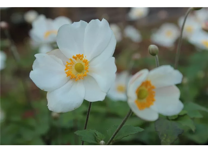 Garten-Herbst-Anemone 'Honorine Jobert'