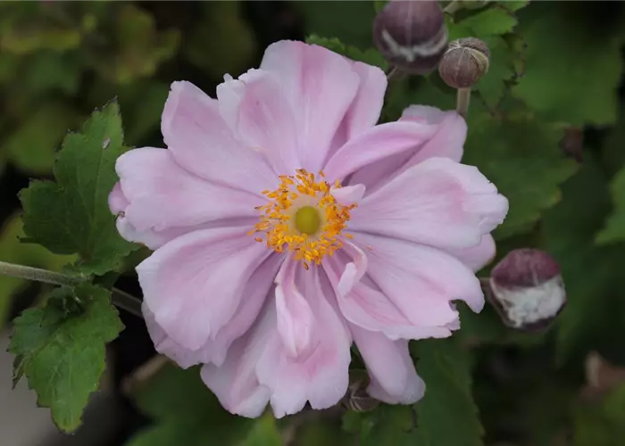 Anemone x japonica 'Königin Charlotte'