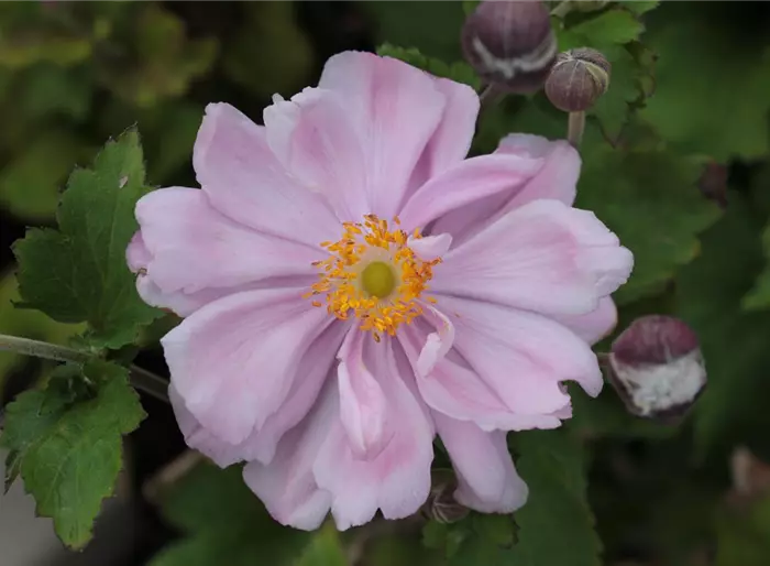 Herbst-Anemone 'Königin Charlotte'