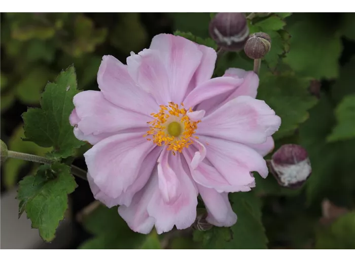 Garten-Herbst-Anemone 'Königin Charlotte'