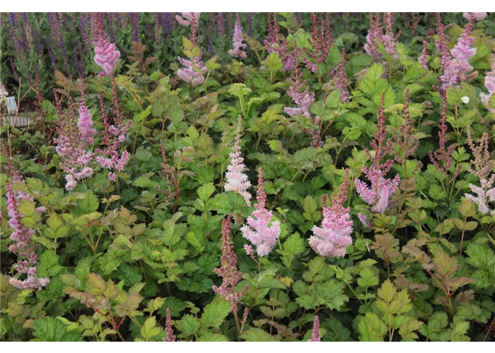 Astilbe chin.var.taquetii 'Purpurlanze'