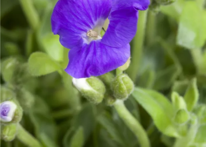 Aubrieta x cult.'Cascade Blue'