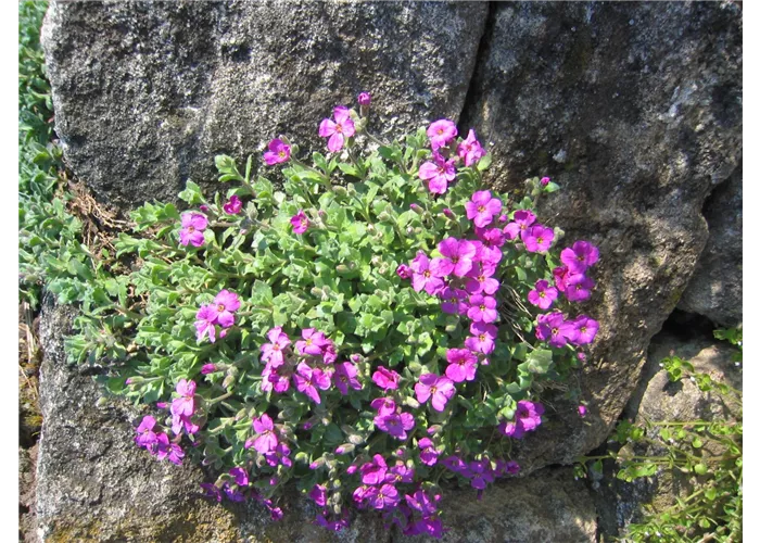 Aubrieta x cult. 'Cascade Red'