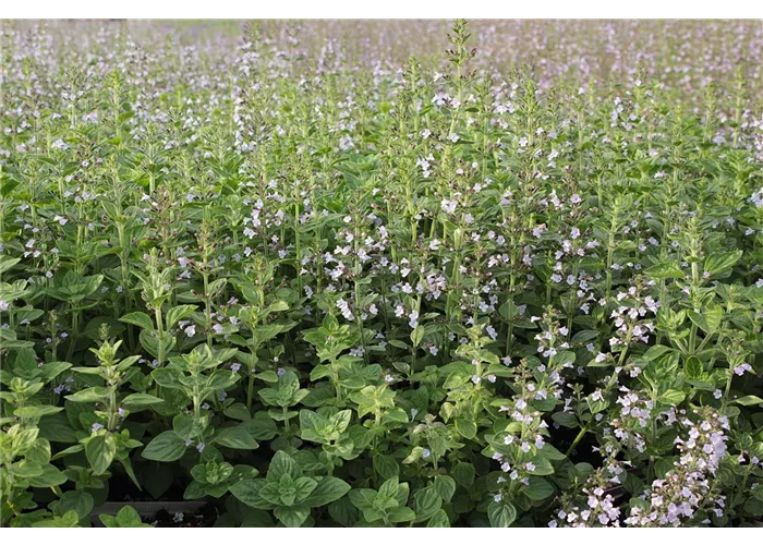 Calamintha nepeta 'Blue Cloud'