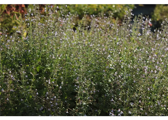 Calamintha nepeta 'Lila Riese'