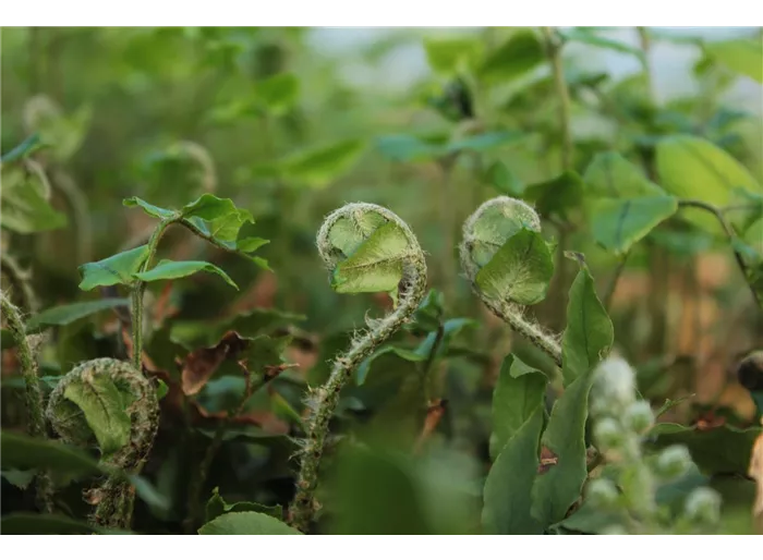 Fortunes-Sichel-Farn