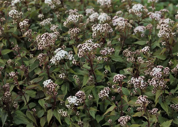 Eupatorium rugosum 'Chocolate'