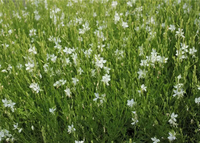 Gaura lindheimeri 'Snowbird'