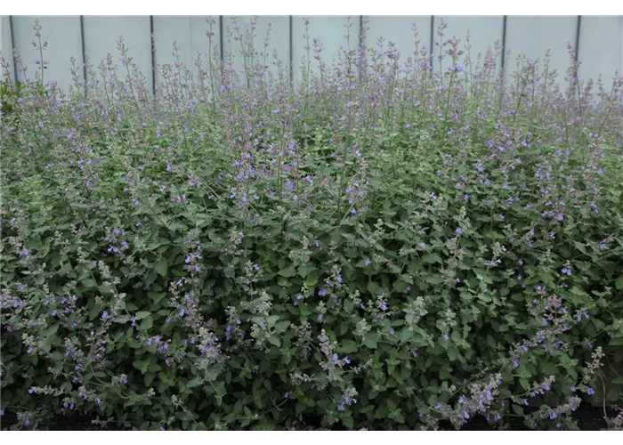 Nepeta x faassenii 'Six Hills Giant'