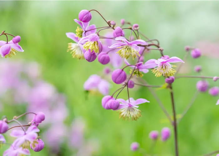 Thalictrum rochebrunianum