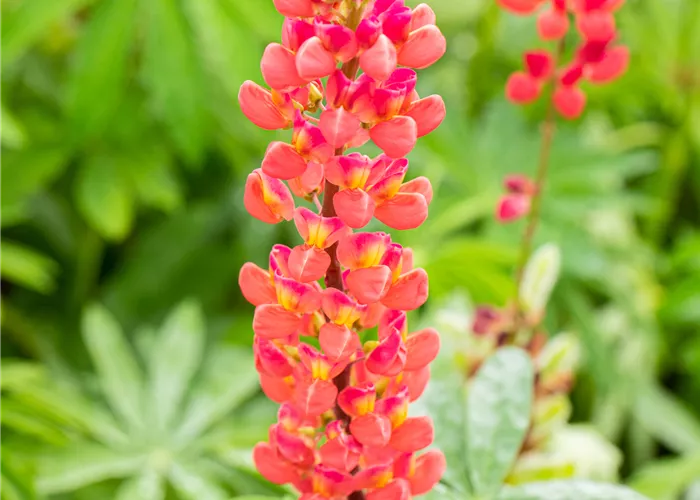 Lupinus polyphyllus 'Edelknabe' rot