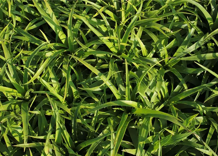 Luzula sylvatica