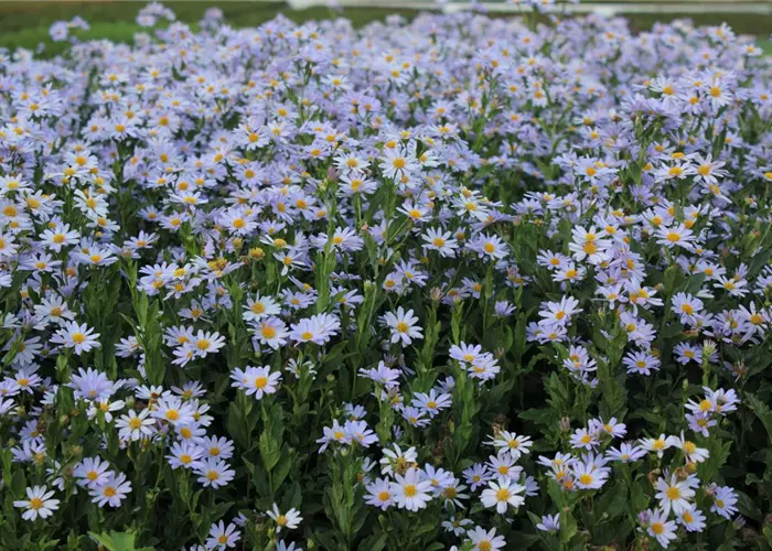 Kalimeris incisa 'Blue Star'