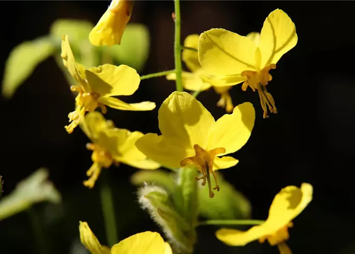 Epimedium x perralchicum 'Frohnleiten'