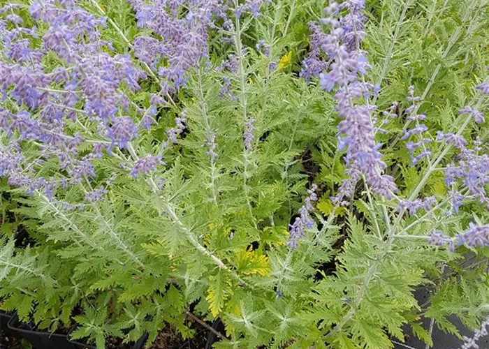 Perovskia atriplicifolia 'Blue Spire' (Salvia yangii)