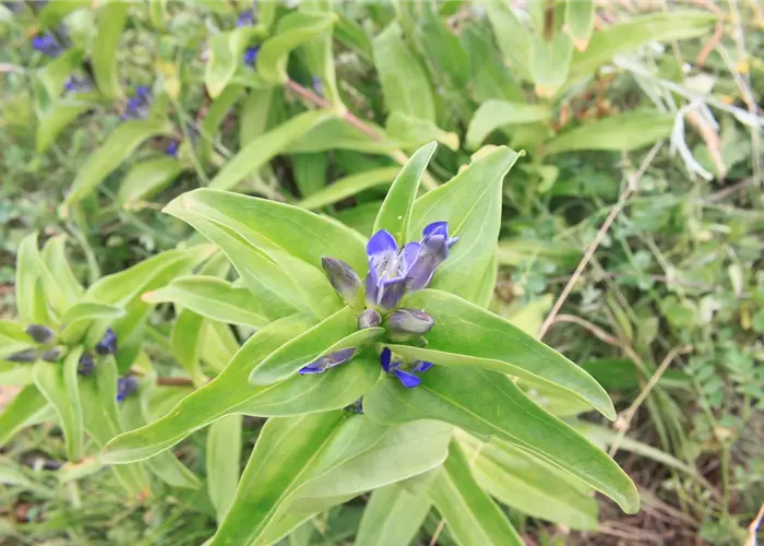 Gentiana cruciata ssp. cruciata