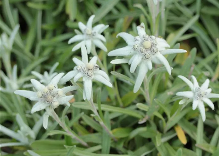 Leontopodium alpinum