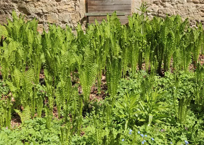 Matteuccia struthiopteris