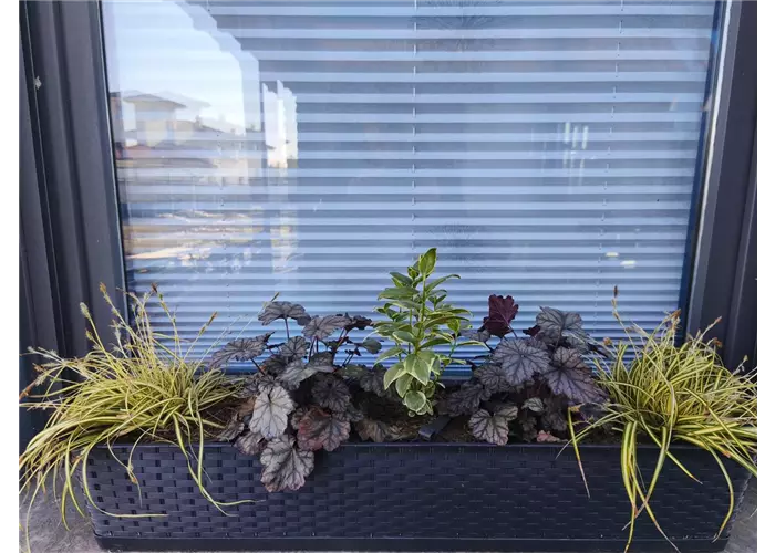 Immergrünes 'Schattenfest'