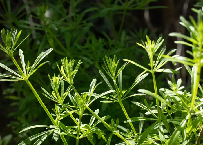 Galium verum