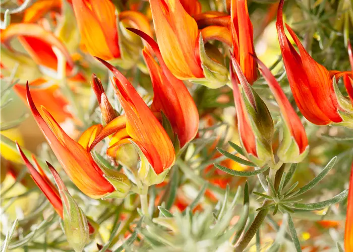 Lotus corniculatus