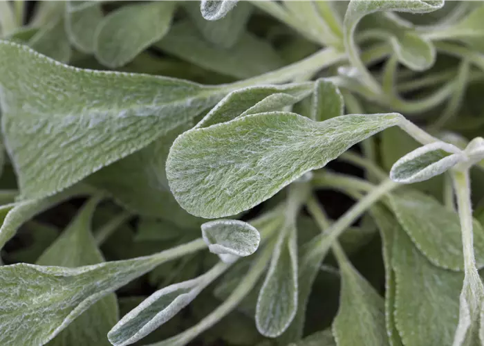 Sideritis syriaca