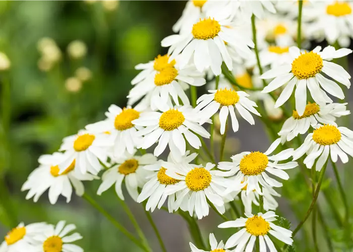 Tanacetum corymbosum