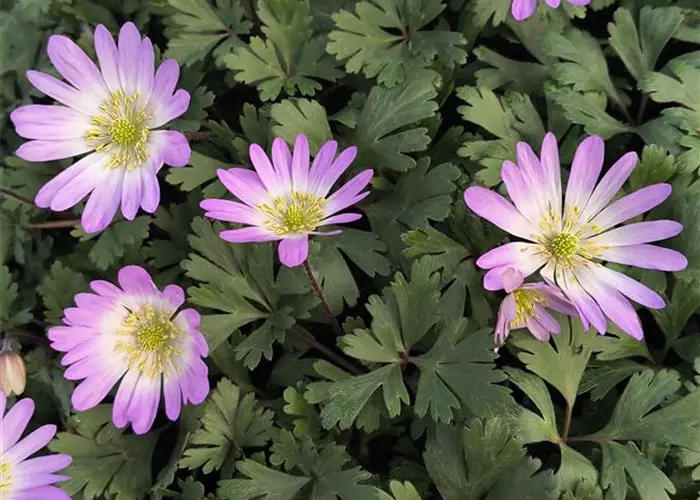 Anemone blanda 'Pink Star'