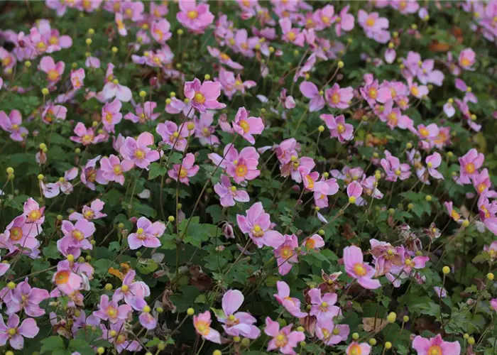 Anemone hupehensis 'Praecox'