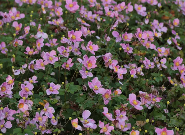 Herbst-Anemone 'Praecox'