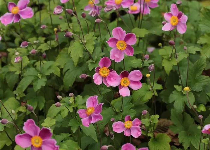 Anemone hupehensis 'Splendens'