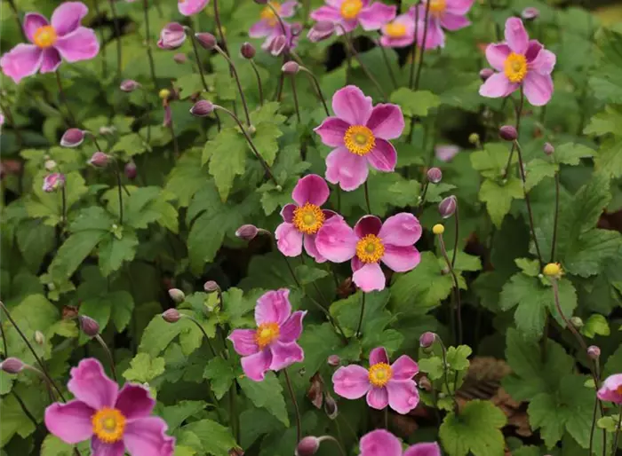Herbst-Anemone 'Splendens'