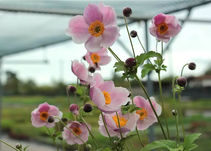 Anemone hupehensis 'Septembercharme'