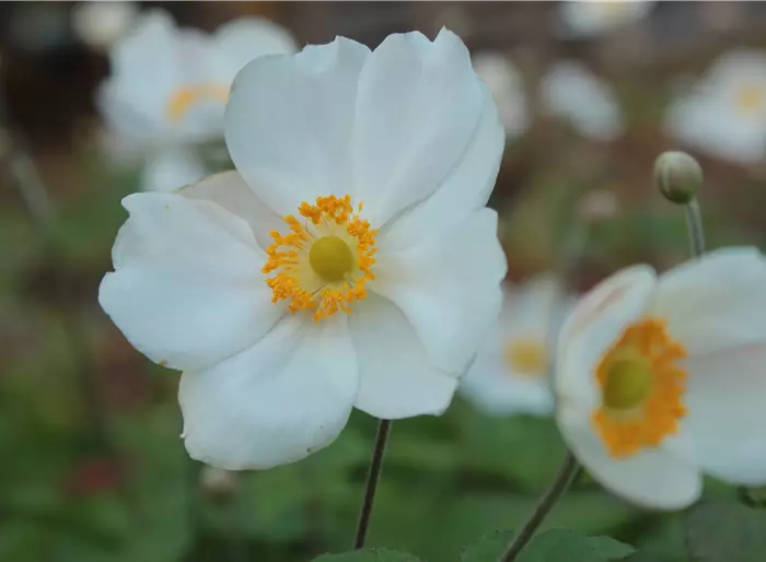 Herbst-Anemone 'Andrea Atkinson'