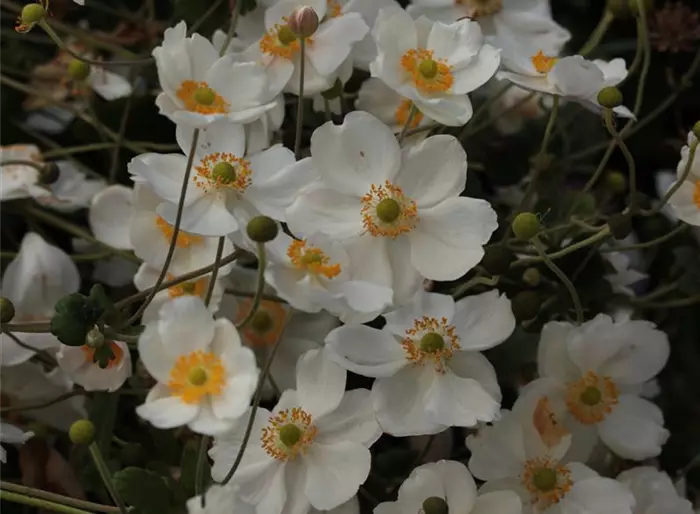 Herbst-Anemone 'Honorine Jobert'