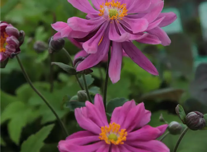 Herbst-Anemone 'Bressingham Glow'
