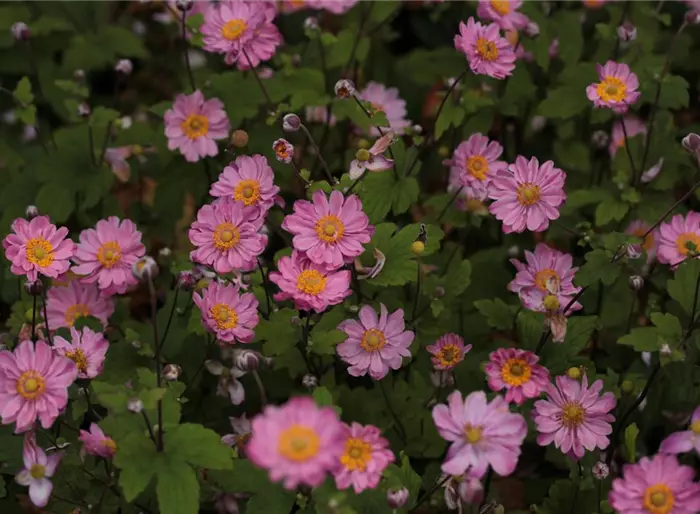 Herbst-Anemone 'Pamina'
