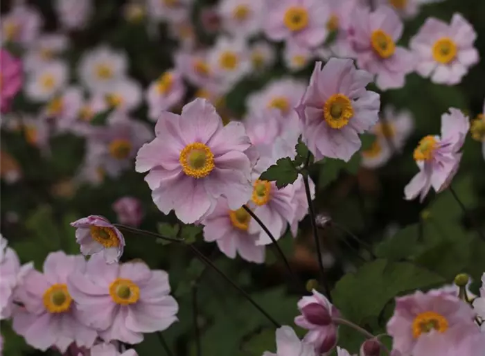 Herbst-Anemone 'Serenade'