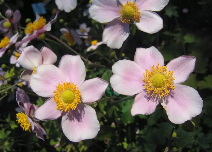 Anemone tomentosa 'Robustissima'