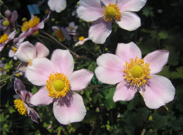 Herbst-Anemone 'Robustissima'
