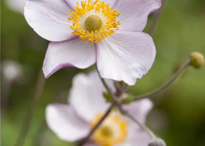 Anemone tomentosa 'Albadura'