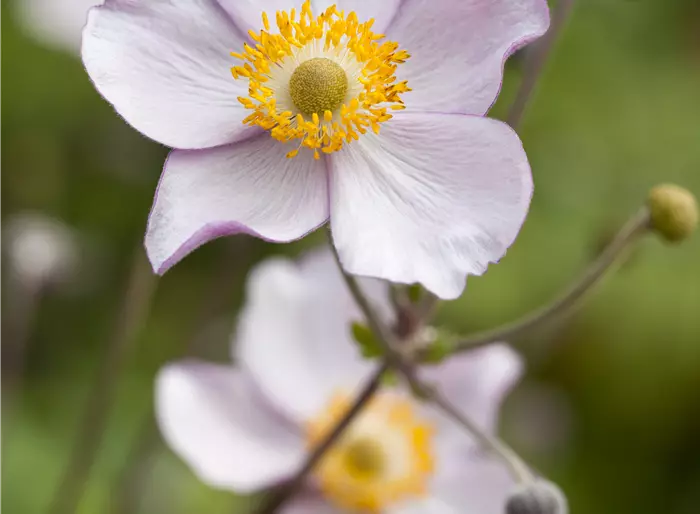 Herbst-Anemone 'Albadura'