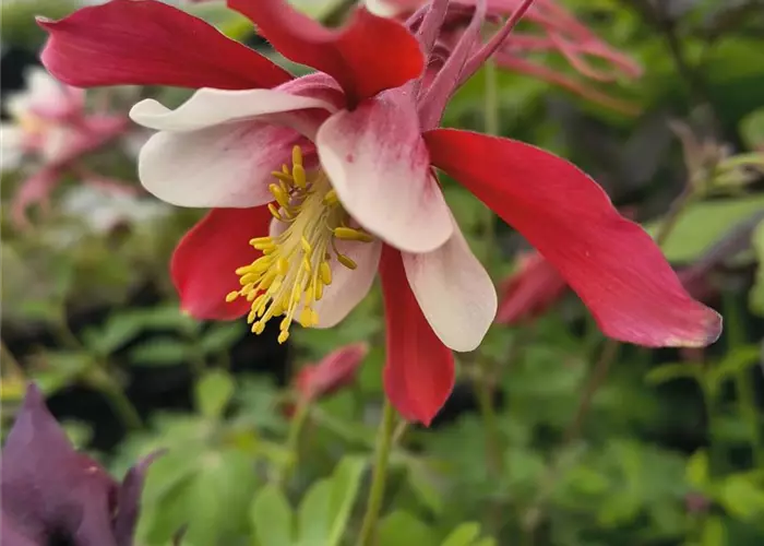 Aquilegia x caerulea 'Red Hobbit'